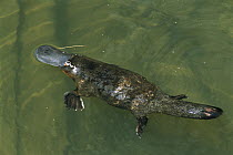 Platypus (Ornithorhynchus anatinus) female swimming in water with courtship bite mark on tail, eastern Australia