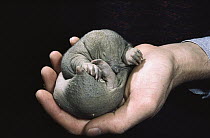 Short-beaked Echidna (Tachyglossus aculeatus) 40 day old baby held in hand, Australia