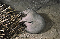 Short-beaked Echidna (Tachyglossus aculeatus) 40 day old baby, called a puggle, with mother sleeping in burrow, Australia