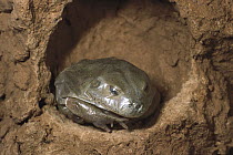 Water-holding Frog (Cyclorana platycephala) underground in skin before rain, central Australia