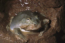 Water-holding Frog (Cyclorana platycephala) eating skin before digging out, central Australia