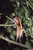 Raggiana Bird-of-paradise (Paradisaea raggiana) male displaying, Papua New Guinea