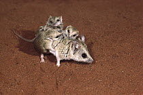 Stripe-faced Dunnart (Sminthopsis macroura) female and her young, central Australia