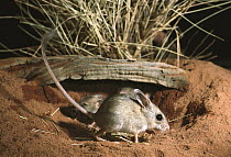 Spinifex Hopping Mouse (Notomys alexis) emerges at dusk from burrow that may be a meter below surface, central Australia