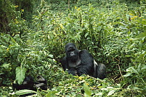 Mountain Gorilla (Gorilla gorilla beringei) silverback, Group Susa, Virunga Volcano, Rwanda