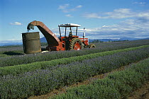 Lavender being cut, northeastern Tasmania, Australia