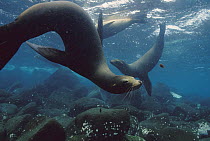 Galapagos Sea Lion (Zalophus wollebaeki) group swimming underwater, Galapagos Islands, Ecuador