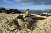 Galapagos Sea Lion (Zalophus wollebaeki) group on beach, Mosquera Island, Galapagos Islands, Ecuador
