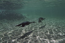 Flightless Cormorant (Phalacrocorax harrisi) swimming underwater, Cape Douglas, Fernandina Island, Galapagos Islands, Ecuador