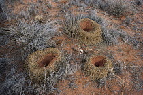 Spiny Ant (Polyrhachis sp) nest with fence built by using flattened stalks from Acacia trees, central Australia
