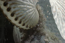 Paper Nautilus (Argonauta nodosa) eggs hatching, Port Phillip Bay, Victoria, Australia