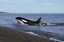 Orca (Orcinus orca) hunting for sea lions, will lunge up onto the sandy beach to grab their prey, Patagonia, Argentina