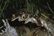 Spotted-tailed Quoll (Dasyurus maculatus) about to leap from log, Tasmania, Australia