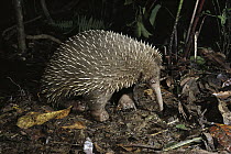 Long-beaked Echidna (Zaglossus bruijni) highland forests of New Guinea