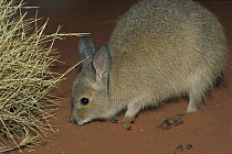 Rufous Hare-wallaby (Lagorchestes hirsutus) on red sand by Spinifex grass at night, Tanami Desert, Northern Territory, Australia