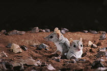 Kowari (Dasyuroides byrnei) pair emerging from burrow in Gibber Desert, central Australia