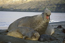 Southern Elephant Seal (Mirounga leonina) bull with female and pup, Crozet Islands, southern Indian Ocean