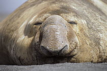 Southern Elephant Seal (Mirounga leonina) male, resting in the sun on the beach, Crozet Island