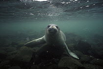 Southern Elephant Seal (Mirounga leonina) underwater, Crozet Island