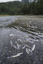 Pink Salmon (Oncorhynchus gorbuscha) dead in river after migrating and spawning, British Columbia, Canada