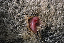 Tammar Wallaby (Macropus eugenii) newborn struggles through fur to pouch, Australia