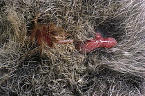 Tammar Wallaby (Macropus eugenii) newborn struggling through fur to pouch, with umbilical cord still attached, Australia