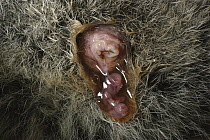 Tammar Wallaby (Macropus eugenii) birth, baby is born enclosed in fetal membranes, Australia