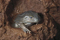 Water-holding Frog (Cyclorana platycephala) breaking from skin underground after the start of rain, central Australia