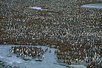 King Penguin (Aptenodytes patagonicus) nesting colony with adults and chicks, St Andrews Bay, South Georgia Island