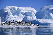 Adelie Penguin (Pygoscelis adeliae) group diving from icefloe in Hope Bay, Antarctic Peninsula, Antarctica