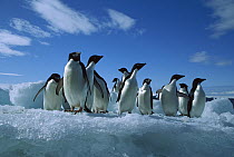 Adelie Penguin (Pygoscelis adeliae) group on iceberg, Paulet Island, Antarctica