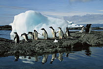Adelie Penguin (Pygoscelis adeliae) group coming ashore to rookery, Brown Bluff, Antarctic Peninsula, Antarctica