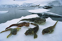 Antarctic fish on ice, their blood contains glyco-protein that acts as anti-freeze, Port Lockroy, Antarctica