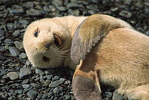 Antarctic Fur Seal (Arctocephalus gazella) blonde morph pup laying on beach on Prion Island, South Georgia Island