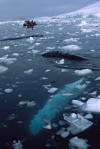 Humpback Whale (Megaptera novaeangliae) observed by tourists in zodiac, Pleneau Island, Antarctica