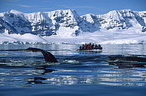 Humpback Whale (Megaptera novaeangliae) observed by tourists in a zodiac boat near Melchoir Island, Antarctic Peninsula, Antarctica