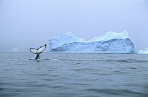Humpback Whale (Megaptera novaeangliae) tail near iceberg, Antarctica