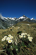 Great Mountain Buttercup (Ranunculus lyallii), MacKinnon Pass, Milford Track, Fiordland National Park, New Zealand