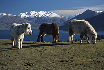 Miniature Horse (Equus caballus) three grazing on hill above Lake Wakatipu, Otago, New Zealand