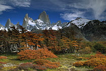 Lenga Beech (Nothofagus pumilio) trees and Mount Fitzroy in autumn, Los Glaciares National Park, Patagonia, Argentina
