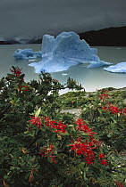 Chilean Firebush (Embothrium coccineum) and iceberg, Lago Grey, Patagonia, Chile
