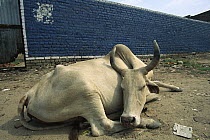 Brahma Cattle (Bos indicus), bull is considered a sacred cow in India, sleeping, Agra, India