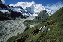 Drogpa nomads herd Yaks above Kangshung Glacier, east of Mt Everest, Chomolonzo Peak is seen in the distance, Tibet