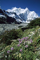 Aster Daisy (Aster falconeri) flowers with Mt Chomolonzo in the background, Kangshung Valley, Tibet