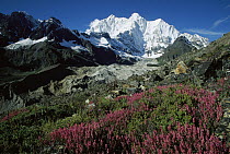 Wildflowers growing on moraine terrace beside Kangshung Glacier, with Mt Chomolonzo in background, east of Mt Everest, Tibet