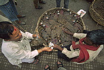 Helmeted Guineafowl (Numida sp) basket full, sold for sacrifice during Diwali festival, Kathmandu, Nepal