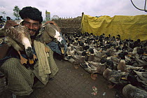 Duck (Anas sp) group to sell at market during Diwali Festival, Kathmandu, Nepal