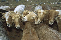 Domestic Sheep (Ovis aries), fat-bottomed breed, tied together for milking, Altai Mountains, western Mongolia