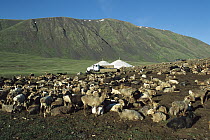 Goat (Capra sp) group and Fat-bottomed Sheep (Ovis sp) outside Ger Camp for the night, Tavan Bogd, Altai Mountains, western Mongolia