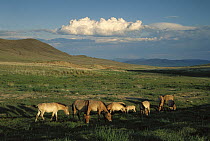 Przewalski's Horse (Equus ferus przewalskii) herd grazing, reintroduced from Europe, Khustain Nuruu National Park, Mongolia